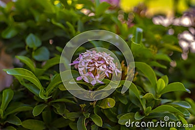 spike flower à¸«à¸™ à¸«à¸µ à¸«à¸µ Stock Photo